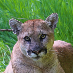 KCET | Shooting L.A.’s Mountain Lions Won’t Protect Livestock. Being More Responsible Will.