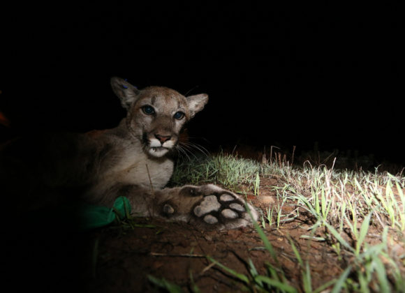 New Scientist | LA’s Endangered Pumas to be Saved by a $60m Bridge Over Highway