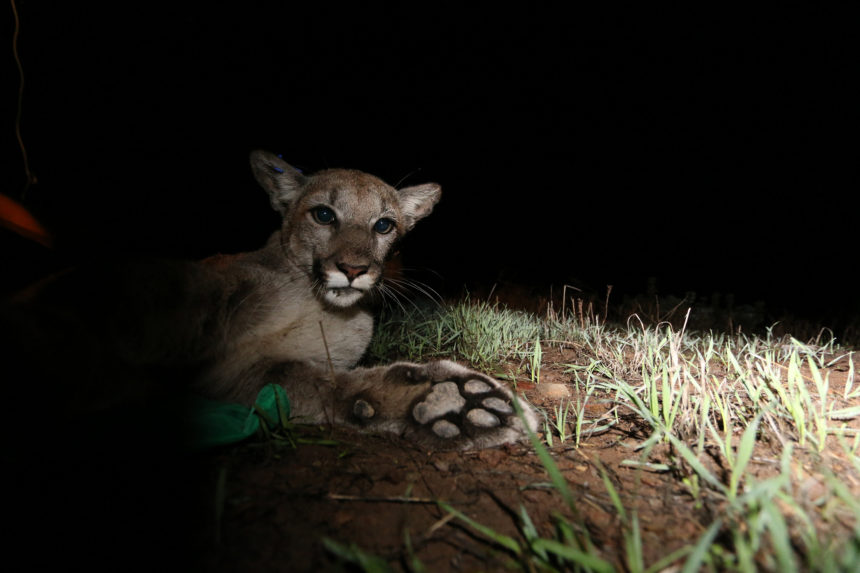 New Scientist | LA’s Endangered Pumas to be Saved by a $60m Bridge Over Highway