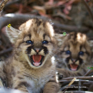 REMOVED | 4 mountain lion kittens found in California