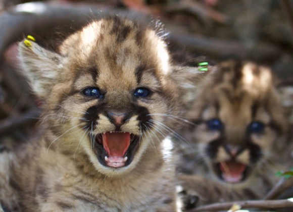 REMOVED | 4 mountain lion kittens found in California