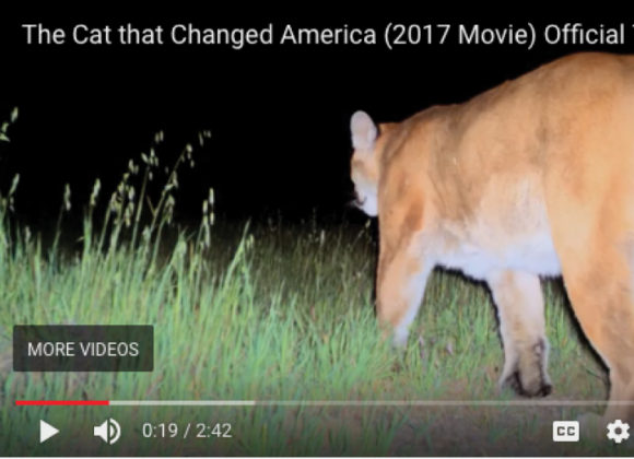 VIDEO | P-22 Makes His Movie Debut!