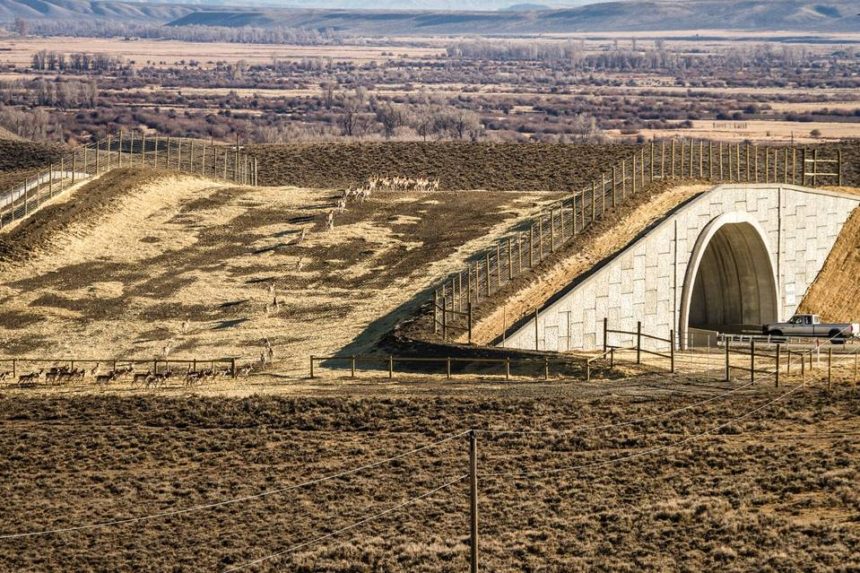 The Wall Street Journal | Wildlife Crossings Get a Whole New Look