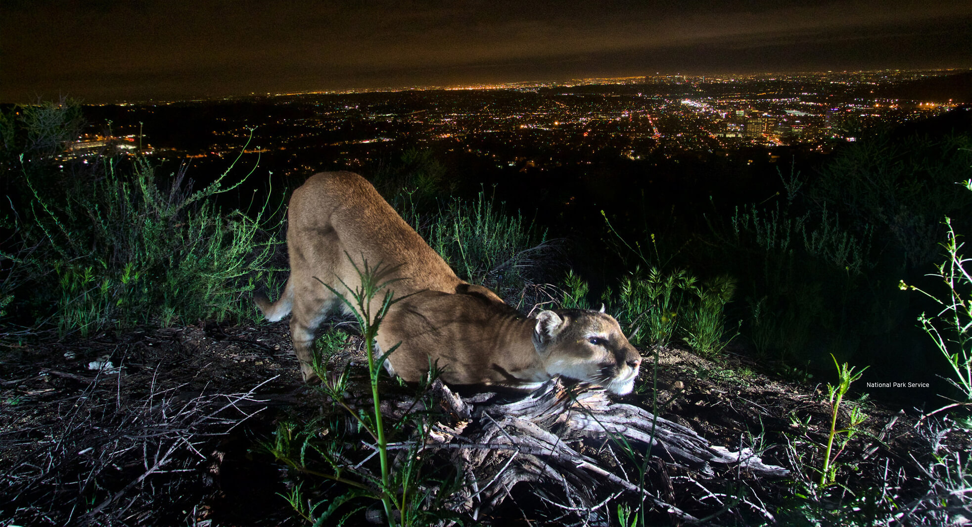 Lonely cougars