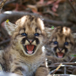 Baby Cougar