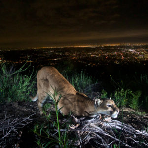 ABC 7 | Wildlife crossing over the 101 to save mountain lions getting closer to reality