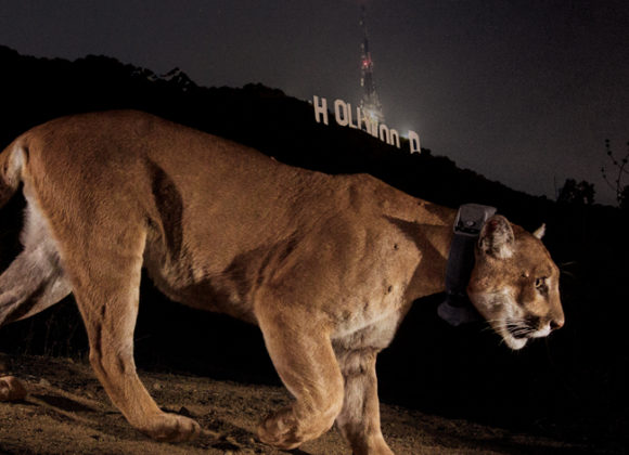 LA Times | P-22, L.A. celebrity mountain lion, euthanized due to severe injuries