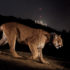 LA Times | P-22, L.A. celebrity mountain lion, euthanized due to severe injuries