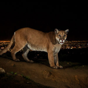 SCPR | Can Following a Famous Cougar’s Journey Help Save Urban Wildlife?