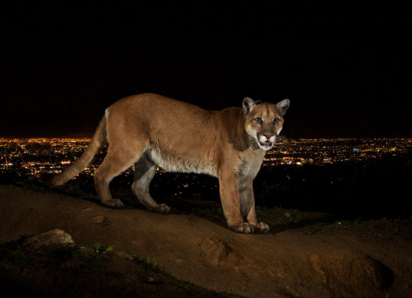 SCPR | Can Following a Famous Cougar’s Journey Help Save Urban Wildlife?