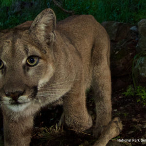 SGV Tribune | Naturalist finds lions in LA city parks