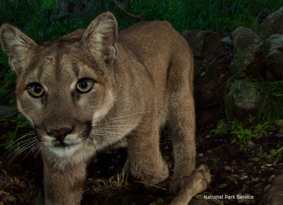 SGV Tribune | Naturalist finds lions in LA city parks