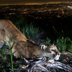 Los Angeles Magazine | The Cougar Bridge Across the 101 Will Be an Epic Feat of Fundraising