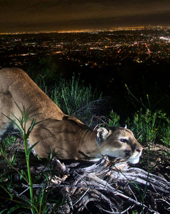 Los Angeles Magazine | The Cougar Bridge Across the 101 Will Be an Epic Feat of Fundraising