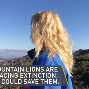 NBC Los Angeles | Retracing the Steps of a Mountain Lion