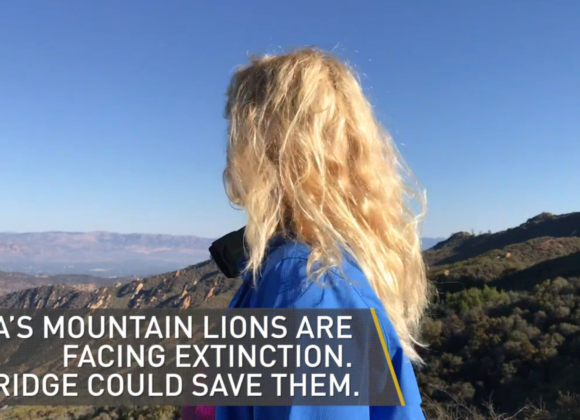 NBC Los Angeles | Retracing the Steps of a Mountain Lion