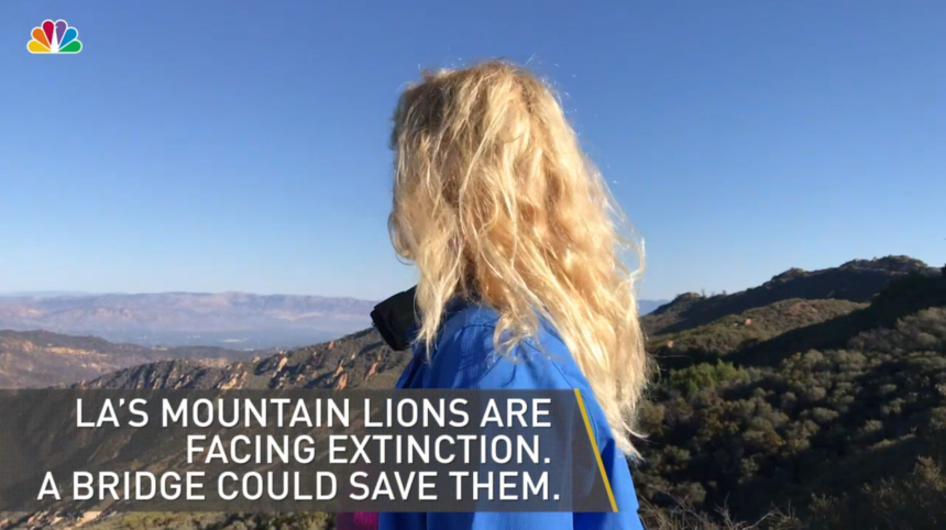 NBC Los Angeles | Retracing the Steps of a Mountain Lion