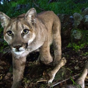 LA Times | California’s mighty predator — the mountain lion — faces ‘extinction vortex’