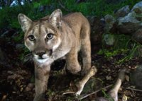 LA Times | California’s mighty predator — the mountain lion — faces ‘extinction vortex’