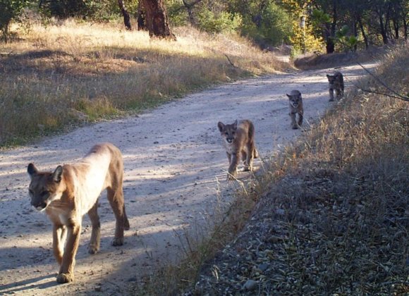 LA Times | As Southern California cougars near ‘extinction vortex,’ a radical rescue plan emerges