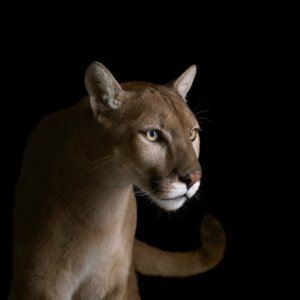 Los Angeles Magazine | In the Wake of the Wildfires, Mountain Lions Have Found Themselves in a Transformed World