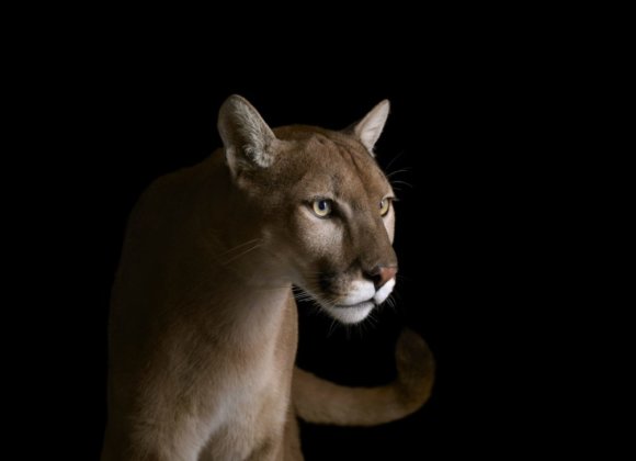 Los Angeles Magazine | In the Wake of the Wildfires, Mountain Lions Have Found Themselves in a Transformed World