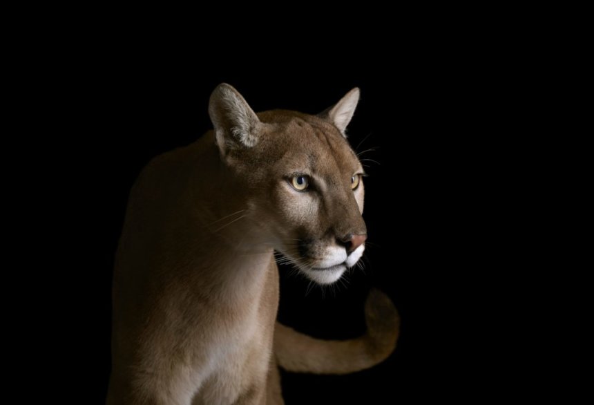 Los Angeles Magazine | In the Wake of the Wildfires, Mountain Lions Have Found Themselves in a Transformed World