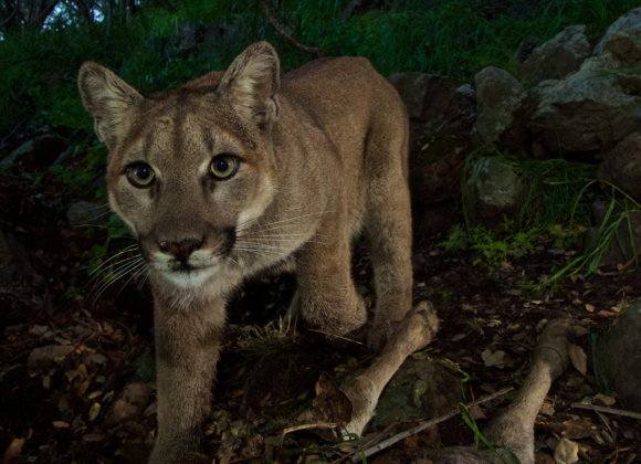 Associated Press | California to Build Largest Wildlife Crossing in the World