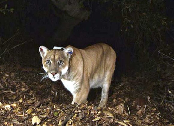 Phys.org | California to build largest wildlife crossing in world