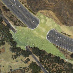 The Asian Age | California to build wildlife crossing over major highway