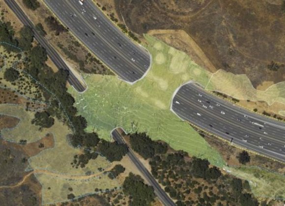 The Asian Age | California to build wildlife crossing over major highway