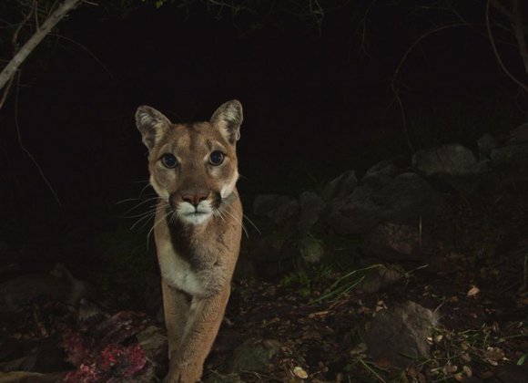 Smithsonian | California Will Build the Largest Wildlife Crossing in the World