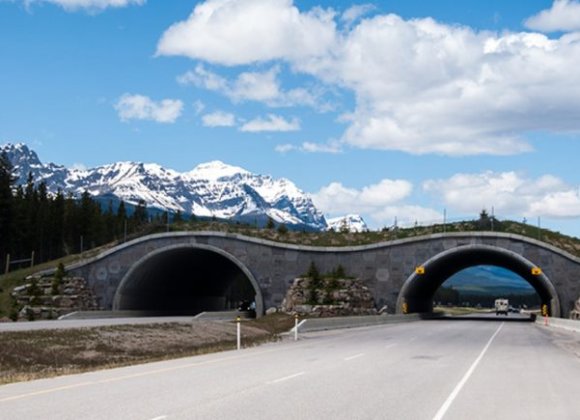 Construction Review | California to construct World’s largest highway overpass for wildlife