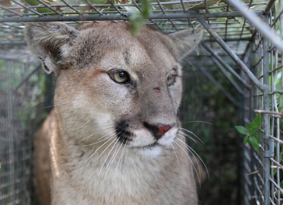 Outside | Why the Death of Mountain Lion P-56 Matters