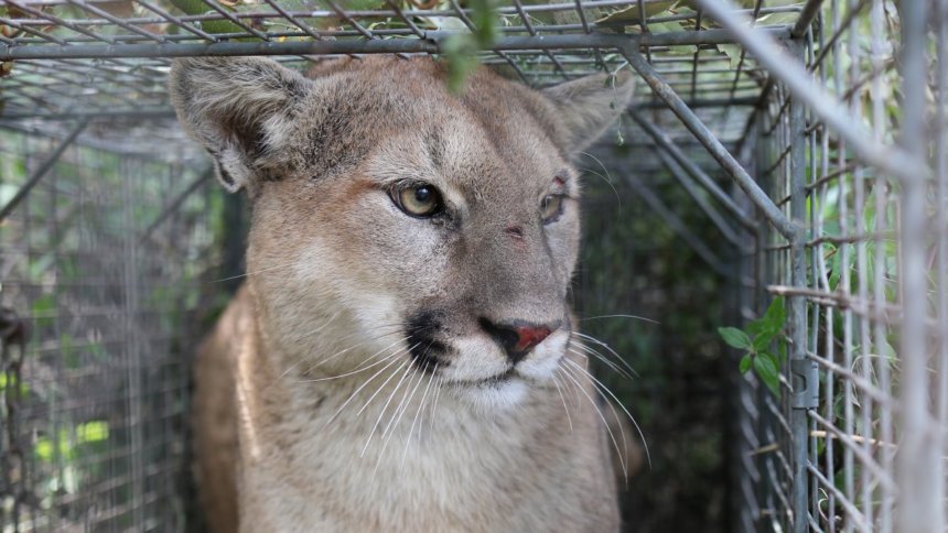 Outside | Why the Death of Mountain Lion P-56 Matters