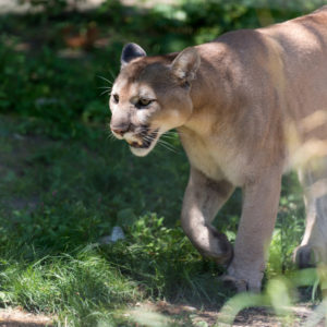 Backpacker | No, That Mountain Lion Wasn’t “Stalking” a Runner