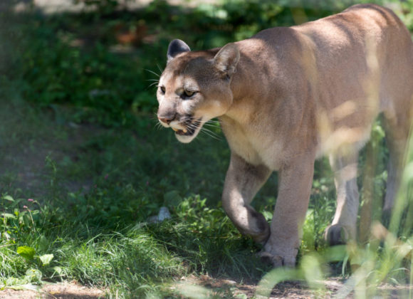 Backpacker | No, That Mountain Lion Wasn’t “Stalking” a Runner