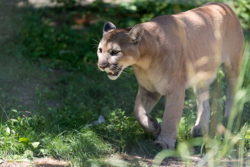 Backpacker | No, That Mountain Lion Wasn’t “Stalking” a Runner