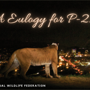 A Eulogy for P-22, A Mountain Lion Who Changed the World