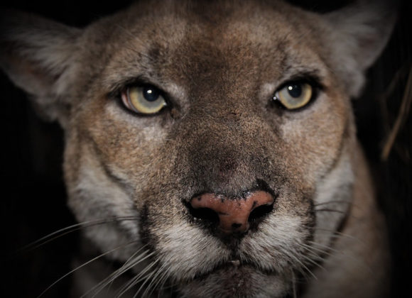 The mountain lion that changed LA