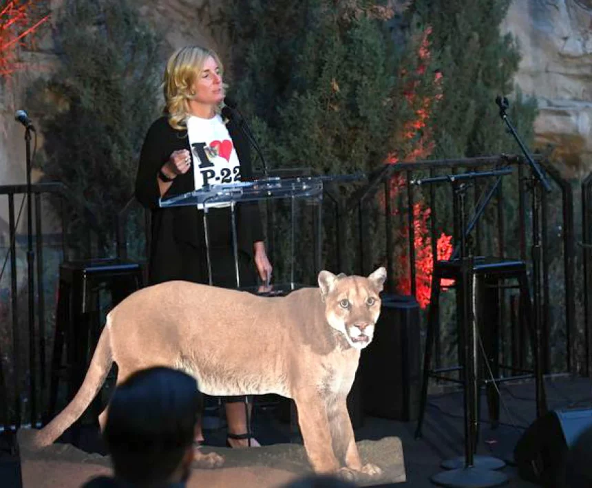 What the Death of P-22 Means for Los Angeles, And How His Life Can Teach Us To Better Care For Our Big Cats