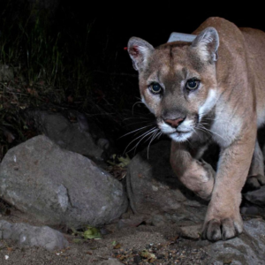 The Wall Street Journal | Los Angeles Gives Star Treatment to P-22, the ‘Brad Pitt’ of Mountain Lions