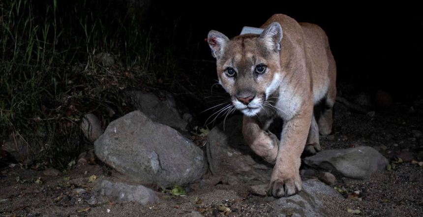 The Wall Street Journal | Los Angeles Gives Star Treatment to P-22, the ‘Brad Pitt’ of Mountain Lions