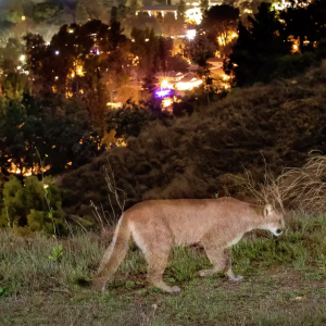 One woman’s bold plan to keep Calif.’s cougars from being killed