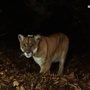 CNN: How a lonely mountain lion led to the creation of the world’s largest wildlife overpass