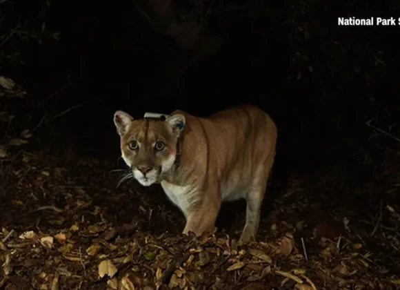 CNN: How a lonely mountain lion led to the creation of the world’s largest wildlife overpass