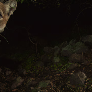 Washington Post: Amid roadkill epidemic, California builds world’s largest wildlife bridge