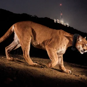 ‘LA’s loneliest bachelor’: How a mateless Hollywood puma inspired the world’s biggest animal bridge