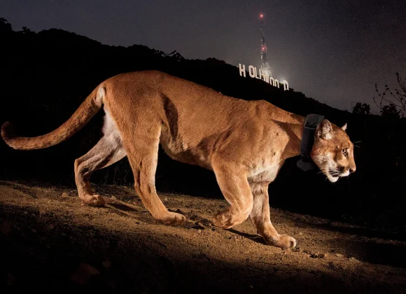 ‘LA’s loneliest bachelor’: How a mateless Hollywood puma inspired the world’s biggest animal bridge ‘LA’s loneliest bachelor’: How a mateless Hollywood puma inspired the world’s biggest animal bridge