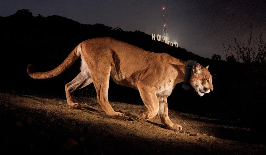 ‘LA’s loneliest bachelor’: How a mateless Hollywood puma inspired the world’s biggest animal bridge